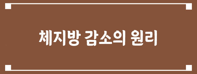 체지방 감소의 원리