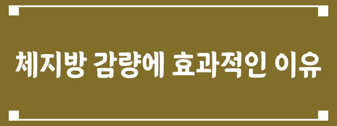 체지방 감량에 효과적인 이유